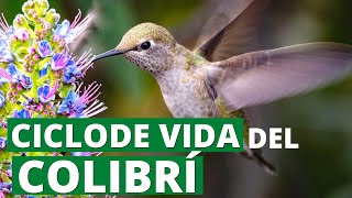 El Ciclo de Vida del Colibrí desde la Puesta de Huevos hasta los Adultos🥚 [upl. by Oby]