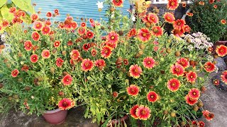 Growing Gaillardia n TRICKS to Get MAXIMUM Flowers [upl. by Roarke]