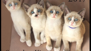 Cute Snowshoe Kitten 2017 Calendar [upl. by Liw963]