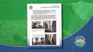 How to Locomotion Score a Dairy Cow 2013 [upl. by Airelav648]