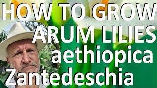 Tropical Gardens UK How to Grow the Arum LiIy  Zantedeschia aethiopica [upl. by Hajin744]