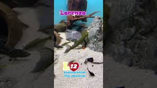 Lorenzo mi pleco L128 hemiancistrus blue phantom trending fish acuarium comedyshorts comedy [upl. by Enamrahc]