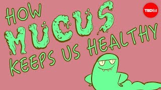 How mucus keeps us healthy  Katharina Ribbeck [upl. by Viva314]