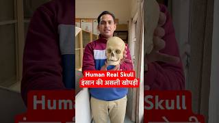 Human Real Skull  इंसान की असली खोपड़ी कैसी होती है viral trending shorts youtubeshorts shots [upl. by Hayyikaz]