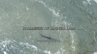 Paddlefish At Bagnell Dam  Panasonic HCX2000 4k [upl. by Pavkovic]