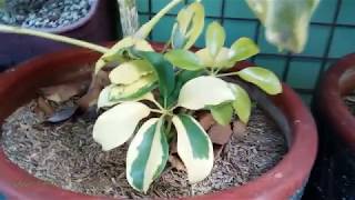 Schefflera Arboricola Plant  Variegated Umbrella Plant VID13 [upl. by Anade]