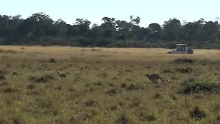 SafariLive May 25  Sprint Thomsons gazelle vs Cheetah 0100 [upl. by Hinckley943]