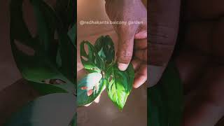 🌿 HOW TO MELTIPLY FROM CUTTING  MONSTERA PROPAGATION plants balcony [upl. by Sabian]