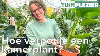 Hoe verpot je een kamerplant  TUINPLEZIER [upl. by Remus]