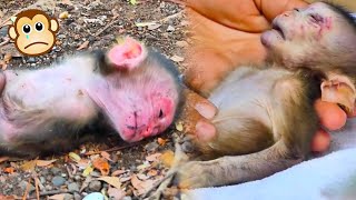 Poor baby monkey fell from above and was seriously injured [upl. by Onek]