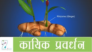 कायिक प्रवर्धन  Vegetative Propagation  Hindi [upl. by Zebulen628]