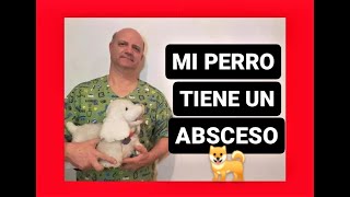 Mi perro tiene un absceso [upl. by Ecylla]