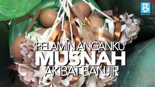 ‘PELAMIN ANGANKU’ MUSNAH AKIBAT BANJIR [upl. by Christabel745]