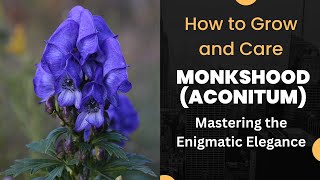 Mastering the Enigmatic Elegance How to Grow and Care for Monkshood Aconitum [upl. by Nibuz]