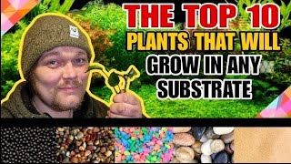 Top 10 Easy Aquarium Plants That Can Live in ANY Substrate or Even Without it Low Maintenance Picks [upl. by Are]