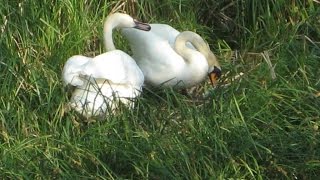 Bishops Waltham North Pond Swan Nest Live Stream [upl. by Nivalc70]