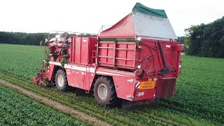 Première récolte de Haricots Verts Frais  CharenteMaritime [upl. by Sergent708]