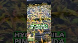 Hygrophila Pinnatifida BY THE STEM Aquarium Plant For Sale [upl. by Hali42]