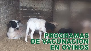 PROGRAMAS DE VACUNACIÓN EN OVINOS [upl. by Notsur152]