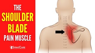 The Shoulder Blade Pain Muscle How to Release It for INSTANT RELIEF [upl. by Kaehpos]