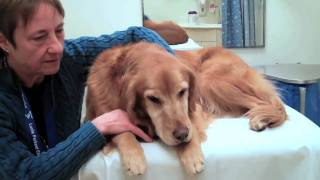 Golden Retriever Carly Our hospitals most popular caregiver [upl. by Anelet468]