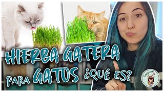 HIERBA GATERA para GATOS Qué es y sus Beneficios [upl. by Brewster]