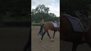 First saddling of a previously wild mustang horsetraining mustang horse [upl. by Klenk23]