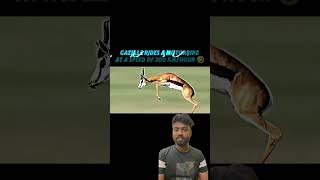 Cheetah vs Gazelle trending virlvideo cheetah gazelle amimals youtubeshorts funny [upl. by Atiuqan]