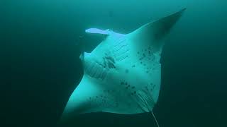 Hanifaru Bay Maldives Mantarays 2023 [upl. by Zeeba]