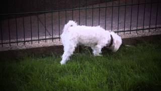 An Adorable Bichon Maltese Dog Chien Bichon Maltais [upl. by Iren]