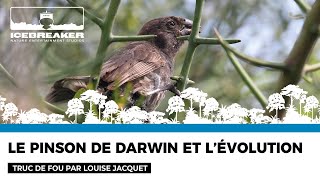 Truc de fou 31  le Pinson de Darwin par Louise Jacquet [upl. by Enilehcim]