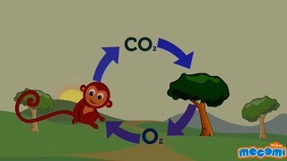 Oxygen Cycle Explained  Oxygen Facts for Kids  Educational Videos by Mocomi [upl. by Llenol116]