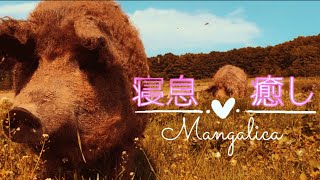 【寝息×癒し】十勝ロイヤルマンガリッツァ 北海道 幕別町 放牧養豚 Mangalica pig [upl. by Nawoj]