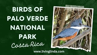 Birds of Palo Verde National Park in Costa Rica [upl. by Yenhoj]