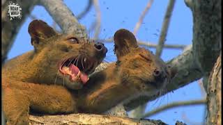 My Favorite Animal  Fossa Fouche cryptoprocta ferox [upl. by Lanos920]