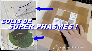 Unboxing  Phasmes magnifiques  Lobofemora scheirei de linsecterie  Pascal Aquariums Naturels [upl. by Chaing]