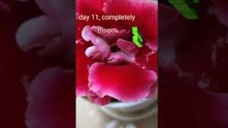 Gloxinia flower🌺🌹 in my garden shorts  Girley the Explorer [upl. by Norred]