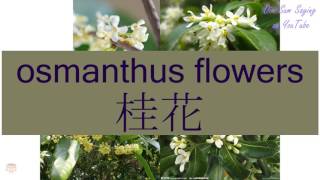 quotOSMANTHUS FLOWERSquot in Cantonese 桂花  Flashcard [upl. by Davin]