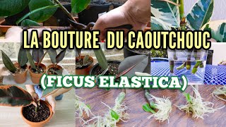 Comment faire une bouture de Ficus [upl. by Belloir]