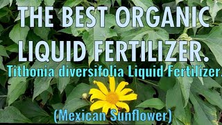 How To Prepare Tithonia diversifolia Liquid Fertilizer [upl. by Orazal]