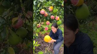 Beautiful Landscape Pomelo Fruit Farm  Sweet Pink Pomelo shorts satisfying fruit farming [upl. by Roswell]