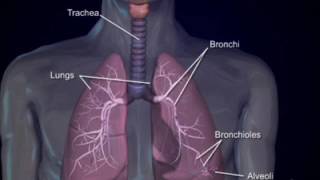 Respiratory system4 bronchi and bronchioles [upl. by Orips]