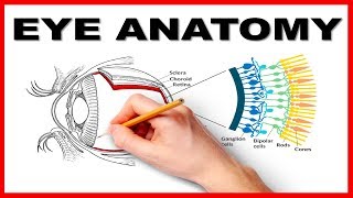 Eye Anatomy and Function  Made Easy [upl. by Yenhoj974]