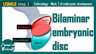 Bilaminar Embryonic Disc  Epiblast and Hypoblast  Embryology  USMLE [upl. by Winshell]