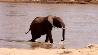 Elephant Crossing Uaso Nyiro River in Samburu Kenya [upl. by Attenov520]