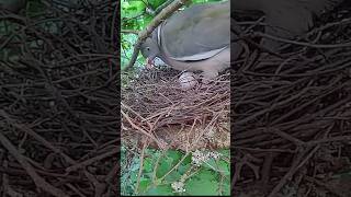 Pigeon laying first egg 🥚 [upl. by Hufnagel]