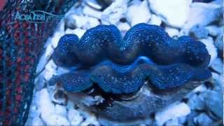 Blue Crocea Clam Tridacna Crocea  AquaFishVietcom [upl. by Atiugal934]