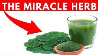 MORINGA The Miracle tree  Instant Healing with Moringa [upl. by Adore]