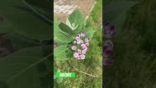 Morphology practical neetug fmt naturelove nature love natureloves romantic myfirstvlog pw [upl. by Askari]