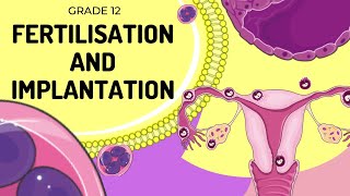 EASY TO UNDERSTAND  Fertilisation and implantation [upl. by Saied]